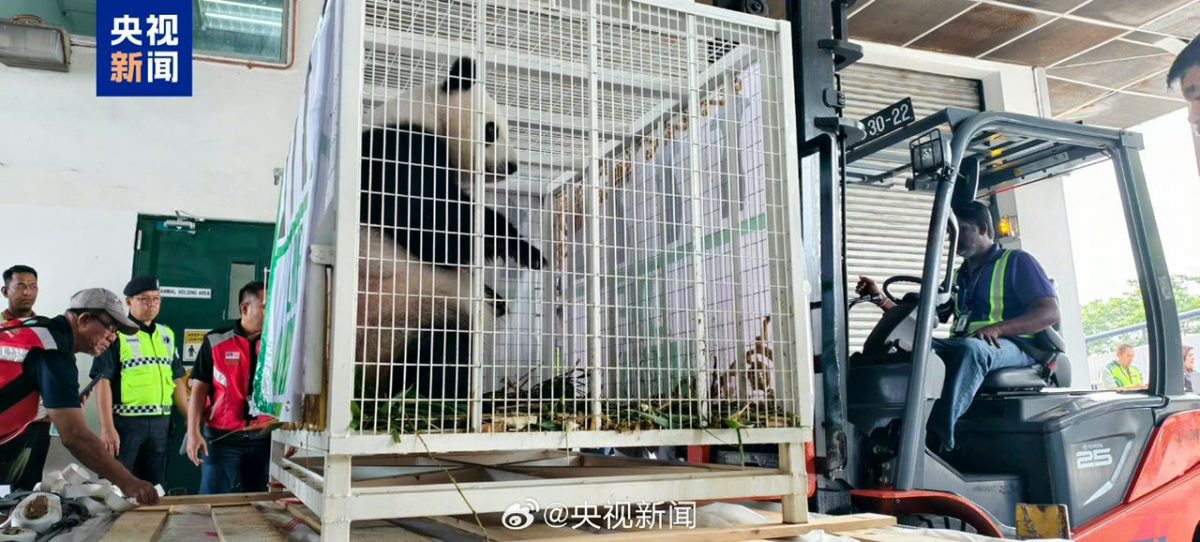 福娃凤仪平安返华 中国网民:感谢大马奶爸粉丝们