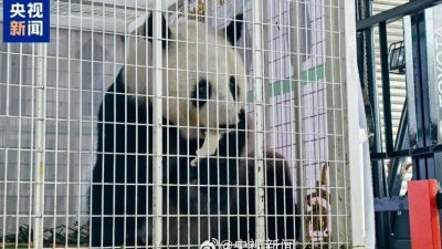 福娃凤仪平安抵成都  中网民感谢大马细心呵护