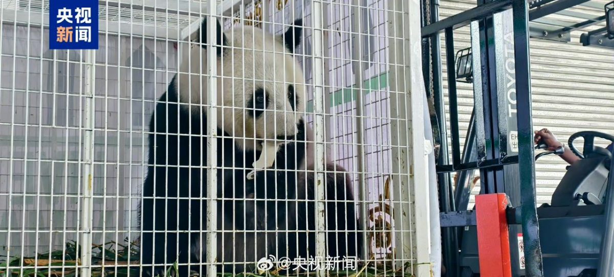 福娃凤仪平安返华 中国网民:感谢大马奶爸粉丝们