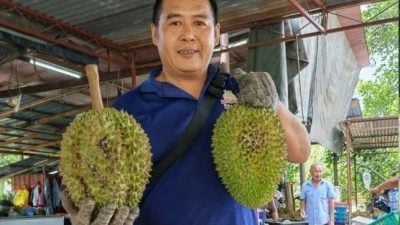 每公斤RM130 超越名种　松鼠王膺“最贵榴梿”