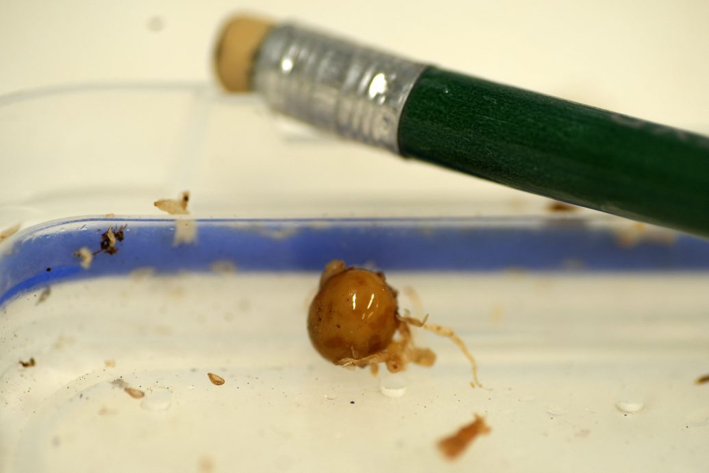 纽保护人员花20年 揭奥古斯塔蜗牛产卵真相