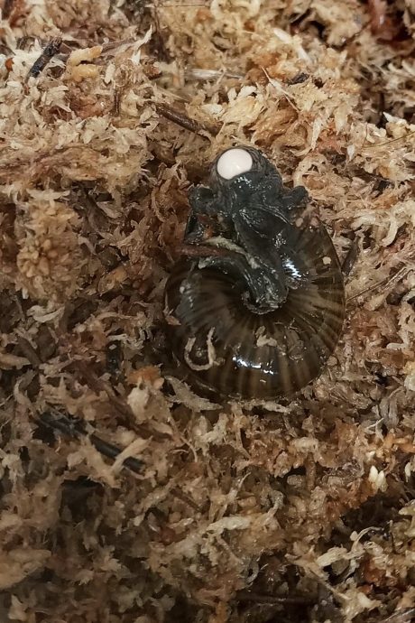 纽保护人员花20年 揭奥古斯塔蜗牛产卵真相