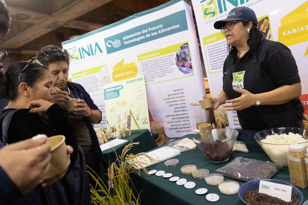 绿量| 旱渴之地的新希望：  智利“节水稻”为缺水困境带来曙光