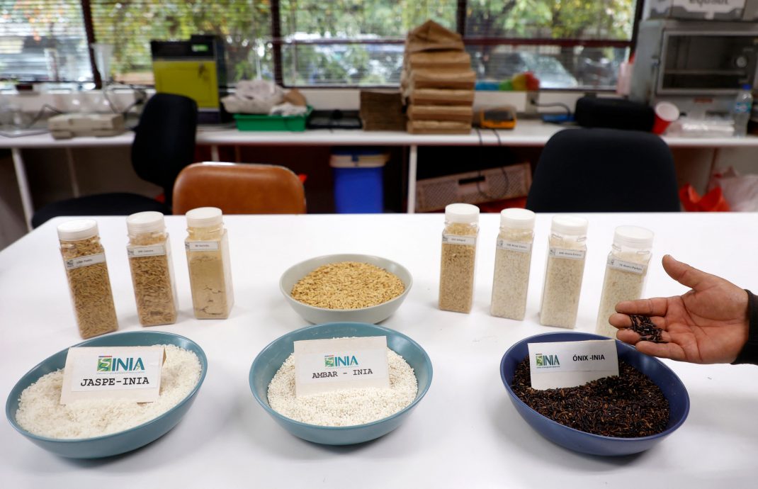 绿量| 旱渴之地的新希望：  智利“节水稻”为缺水困境带来曙光