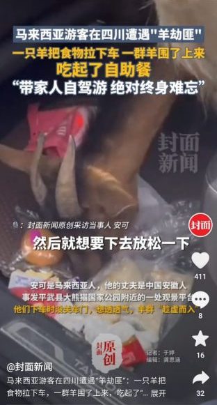 羊群上私家车吃“霸王餐” 大马网红五一假期四川遇“羊群匪”
