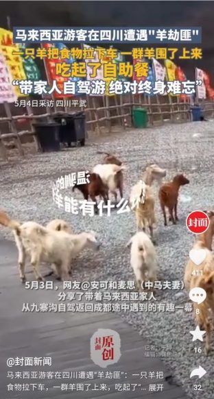 羊群上私家车吃“霸王餐” 大马网红五一假期四川遇“羊群匪”