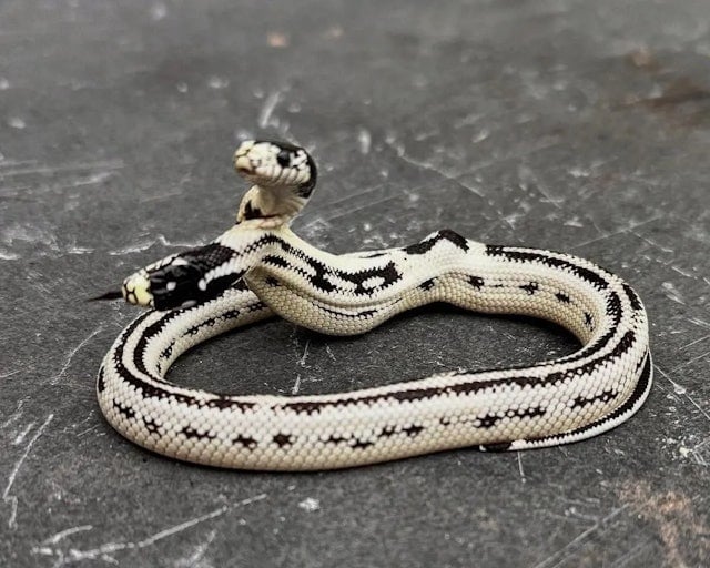 美国宠物店获极罕见“两头蛇” 两个头都有意识出价5万美元不出让