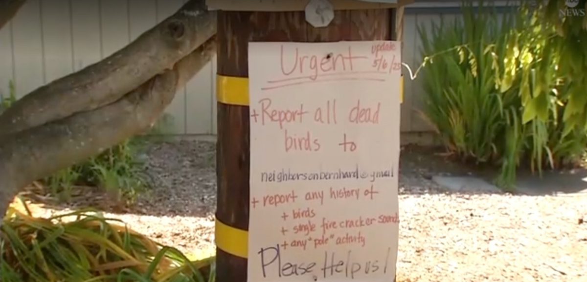 美国小镇陷“坠鸟潮”谜团　50多只鸟飞行中碎裂坠地