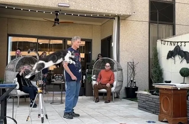 美国流浪猫跳出2.58公尺惊人距离　打破世界跳远纪录