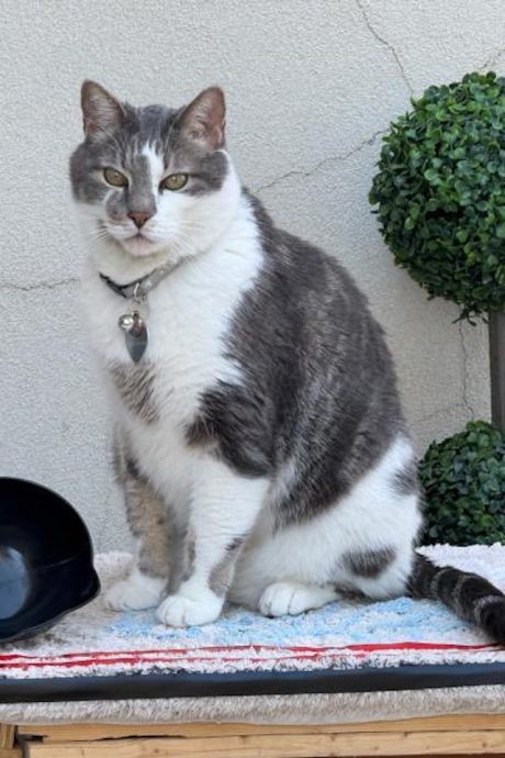 美国流浪猫跳出2.58公尺惊人距离　打破世界跳远纪录