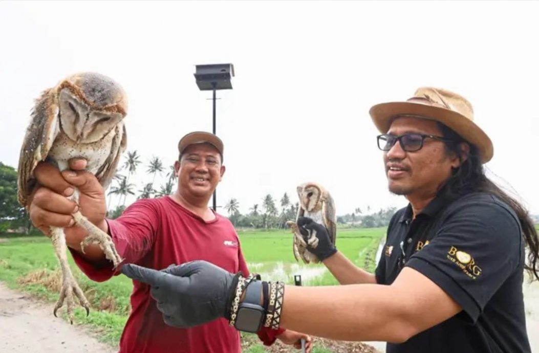 老鼠严重破坏稻作 用猫头鹰灭鼠环保有效