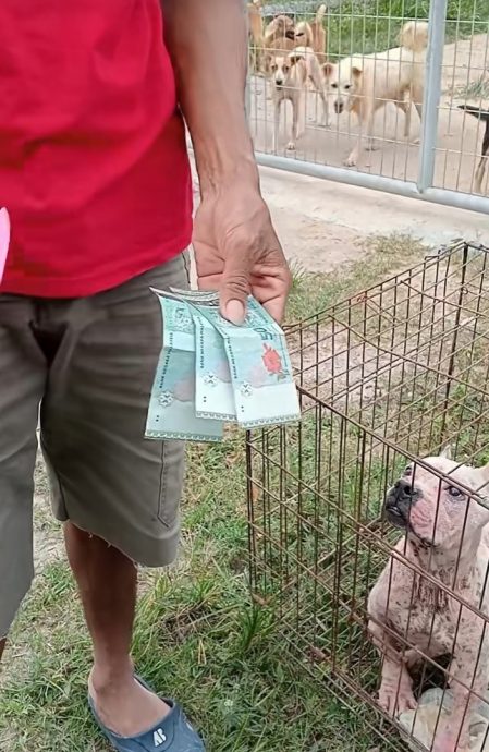 自私饲主弃比特犬在收容所门口 只留RM150了事!
