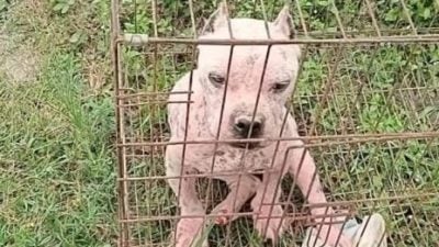视频 | 弃比特犬在收容所门口   饲主只留RM150了事！