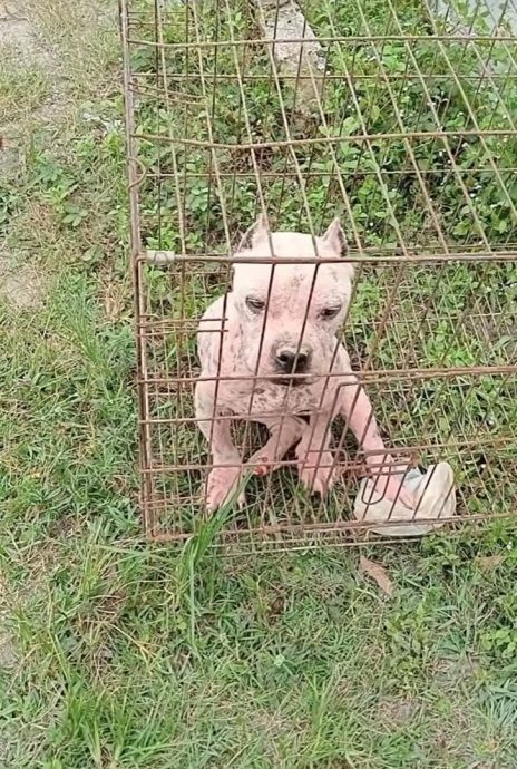 自私饲主弃比特犬在收容所门口 只留RM150了事!