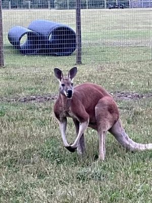 致命嬉闹 男员工擅自闯入袋鼠围栏 “全身是伤”惨死