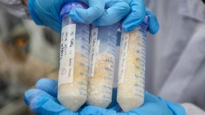 从鱼身提取细胞培养 大马首研发鳗鱼“培养肉”