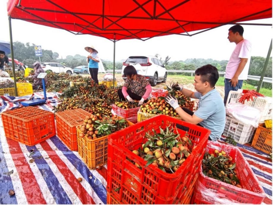茂名荔枝“三月红”丰收 多地客商争相采购