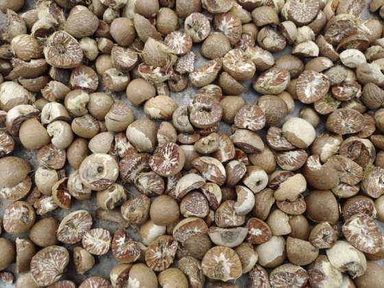 莫家浩／忘忧槟榔