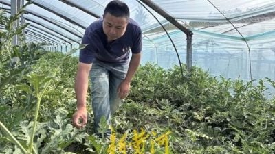 西瓜甜不甜？鉴瓜师3秒判别 月收入惊呆一票网友