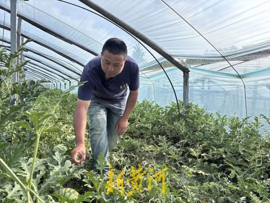 西瓜甜不甜？鉴瓜师3秒判别 月收入惊呆一票网友