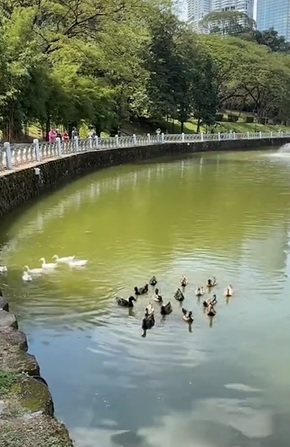视频|“一点垃圾都没有！” 日本游客大赞隆街道干净