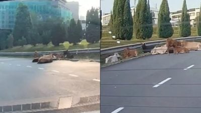 视频|“牛魔王”躺路中挡道 车主急刹车绕路避开