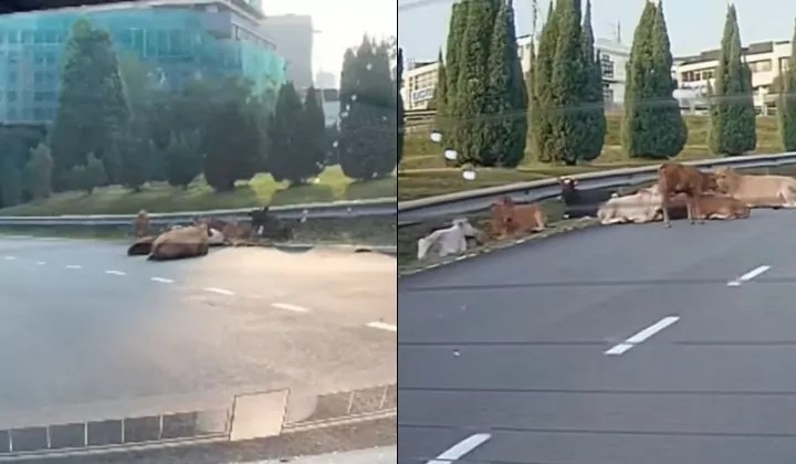 视频|“牛魔王”躺路中挡道 车主急刹车绕路避开