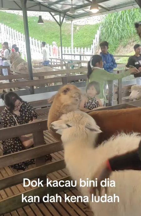 视频|不满同伴遭粗暴挤捏？ 羊驼朝女游客喷口水