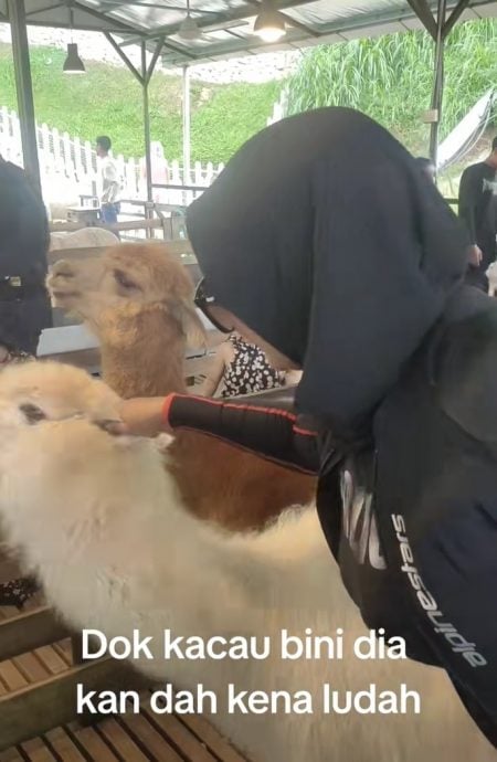 视频|不满同伴遭粗暴挤捏？ 羊驼朝女游客喷口水