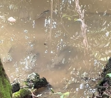 视频|不知离世如常等候 生鱼天天痴等主人投喂