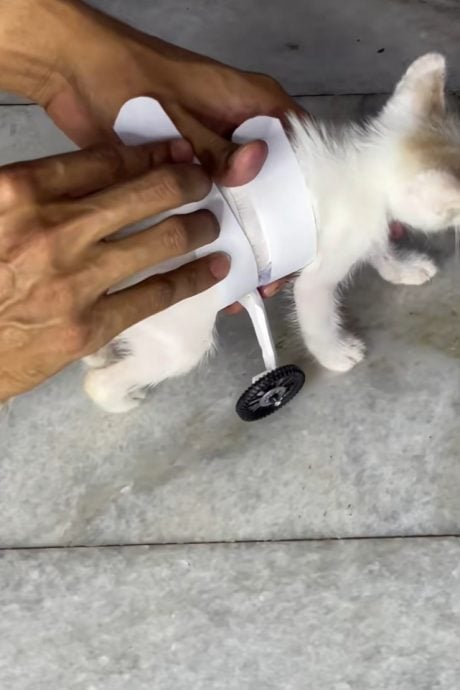 视频|善用环保物品特制“义肢” 双胞兄弟助残疾猫正常行走