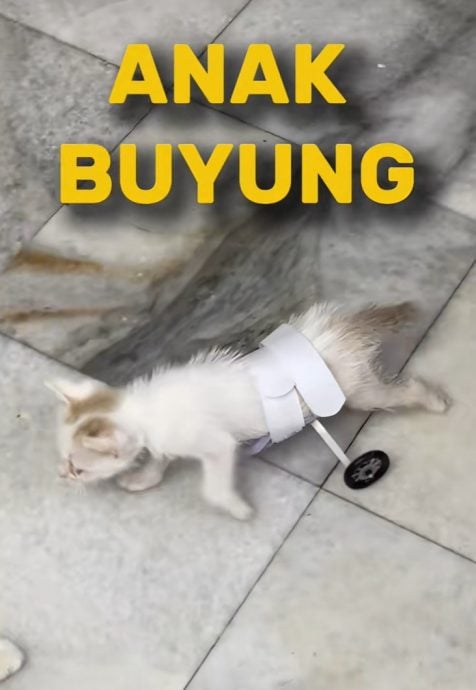 视频|善用环保物品特制“义肢” 双胞兄弟助残疾猫正常行走