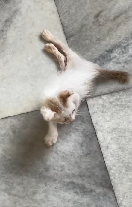 视频|善用环保物品特制“义肢” 双胞兄弟助残疾猫正常行走