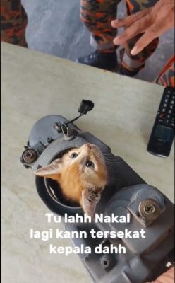 视频|小橘猫脖子卡住卖萌等救援 网民:装无辜明天又来作怪