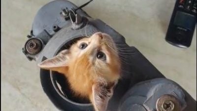视频| 小橘猫脖子卡住卖萌等救援 网民：装无辜明天又来作怪