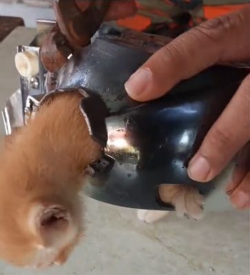 视频|小橘猫脖子卡住卖萌等救援 网民:装无辜明天又来作怪