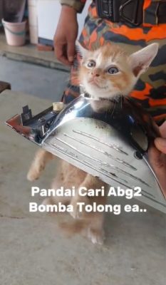 视频|小橘猫脖子卡住卖萌等救援 网民:装无辜明天又来作怪