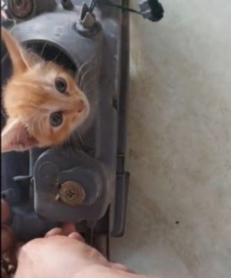 视频|小橘猫脖子卡住卖萌等救援 网民:装无辜明天又来作怪