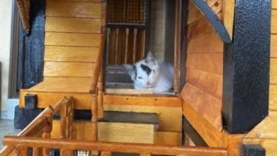 视频 | 木匠爸爸花一个月半打造 手工甘榜风格猫屋怀旧吸睛