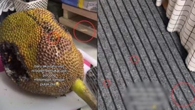 视频 | 波罗蜜果蛆大跳“嘻哈舞” 网吃惊：像吃了糖好嗨！
