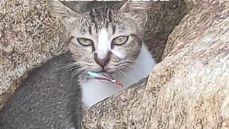 视频 | 流浪猫被鱼钩刺伤痛苦呻吟 网轰垂钓者不负责任