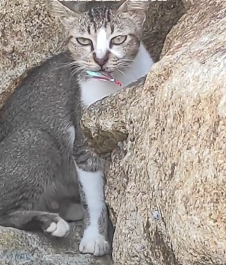 视频|流浪猫被鱼钩刺伤痛苦呻吟 网轰垂钓者不负责任！