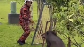 视频 | 消拯员捕捉野猪被攻击 队友及时施救助脱险