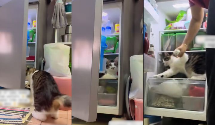 视频|猫咪也会开冰箱？ 主人无奈：它跑进去乘凉！