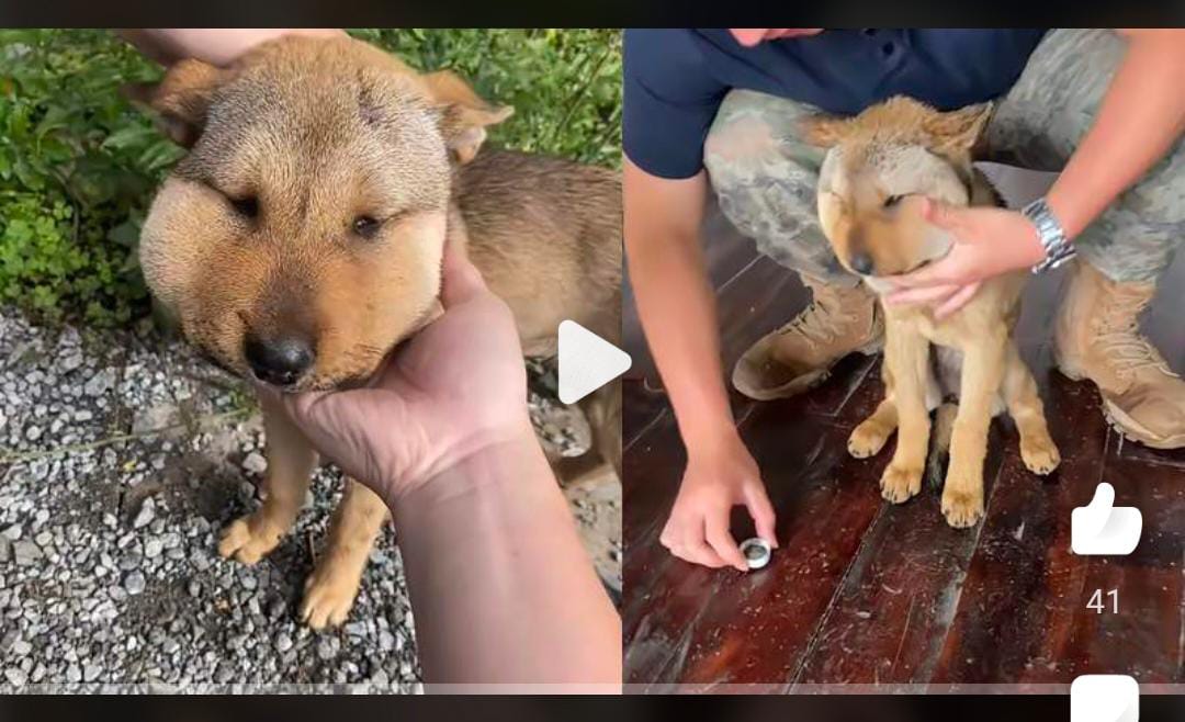 视频|贪玩狗误闯蛇窝二度被咬 脸肿成包子头