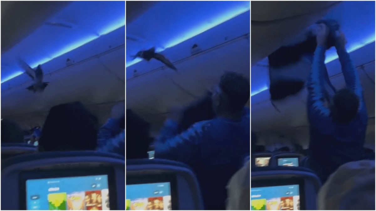 视频/达美航空2鸽“偷渡”上飞机! 乘客尖叫奇招捉鸽