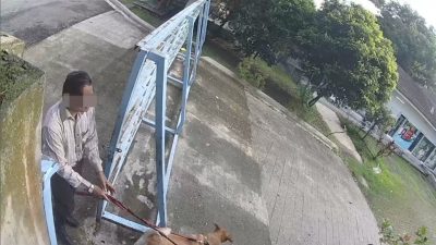 视频｜男女夜闯收容所弃养动物 SPCA怒斥：这不是爱，是伤害！