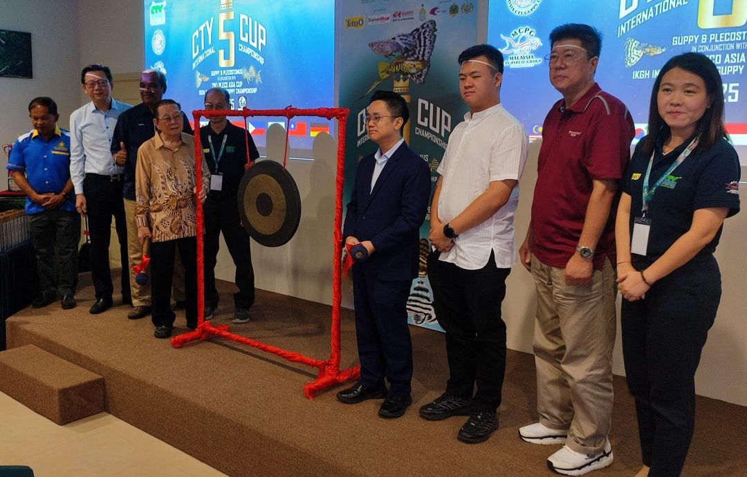 请签发（大北马）周天央杯国际孔雀鱼大赛