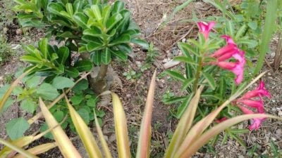 华妇大道坠亡| 邻居：搬去吉隆坡前送富贵花给我 坠车身亡死者善良亲切