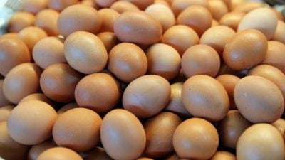 部分蛋商已收到新批发价 鸡蛋价料周一调涨